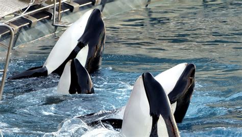 Mort De L Orque Inouk Au Marineland D Antibes L Association One Voice