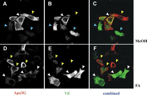 Tat Dependent Expression Of APOBEC3G HeLa Cells Were Transfected With