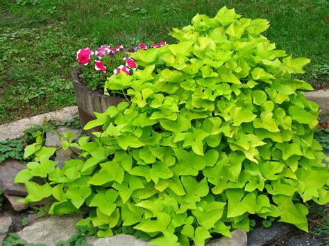 Sweet Potato Vine