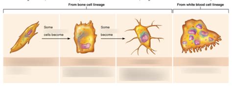 Cells of Bone Tissue Diagram | Quizlet