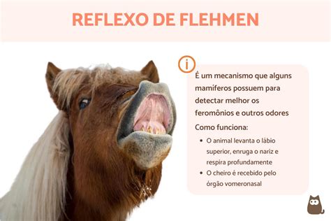 Reflexo De Flehmen Cavalos Braincp