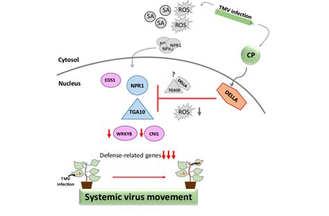 Capsid Protein Cp Action Model Proposed To Explain The Role Of Npr