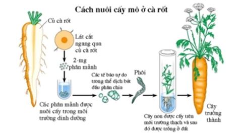 Lý Thuyết Sinh Học 10 Bài 16 Cánh Diều Công Nghệ Tế Bào