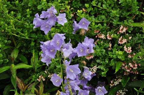 Kombination Von Glockenblumen Campanula Persicifolia Pflanzen