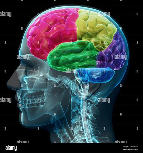 Colored Sections Of A Male Human Brain X Ray Concept Part Of A