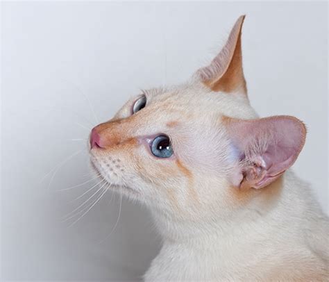 Flame Point Siamese Cats 101 Personality And Physical Appearance