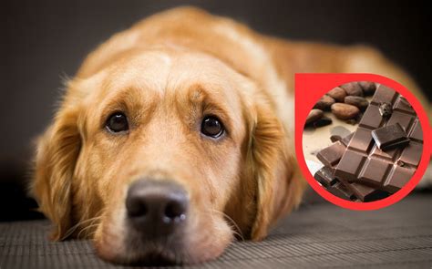 ¿por Qué Los Perros No Pueden Comer Chocolate Esto Debes Saber Fama