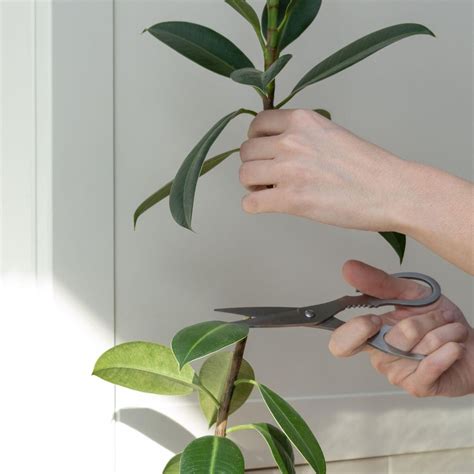 How To Propagate A Rubber Plant Expand Your Houseplant Collection For