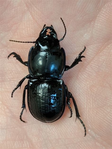 Moderately Smooth Warrior Beetle From 2700 Scrub Jay Trail Poinciana