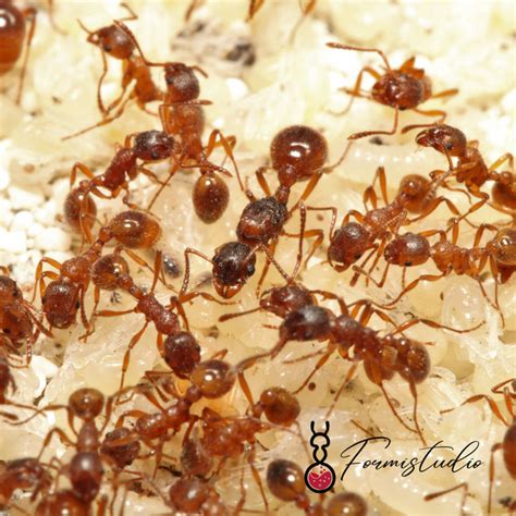 Myrmica rubra ||Live Queen|| [Northern Fire Ant] – Formistudio