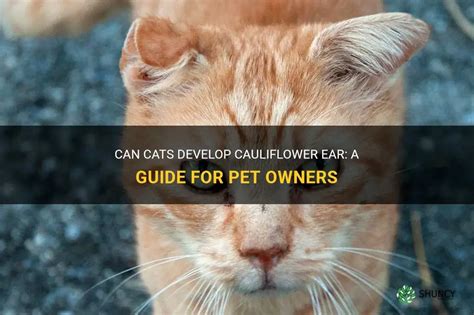 Can Cats Develop Cauliflower Ear: A Guide For Pet Owners | ShunCy