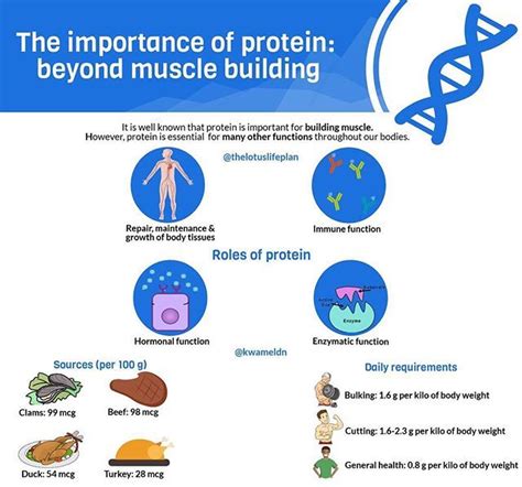 Protein Function In The Body