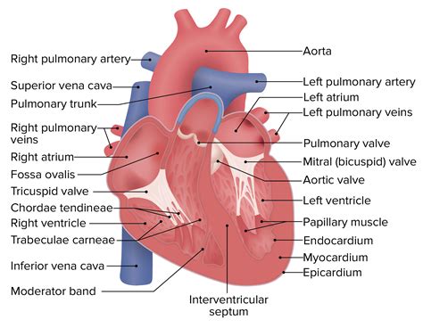 Blood Vessels Of The Heart Anterior View