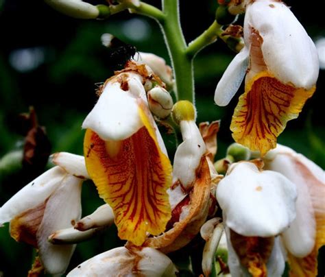 Alpinia Mutica Small Shell Ginger False Cardamom 5seeds Etsy