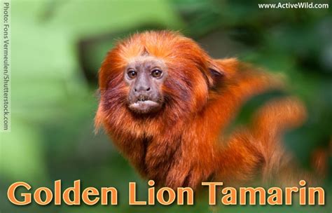 Baby Golden Lion Tamarin Monkey