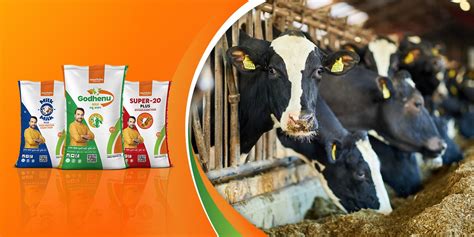 Choosing the Best Feed For Cow Milk Production - Pet Food Guide