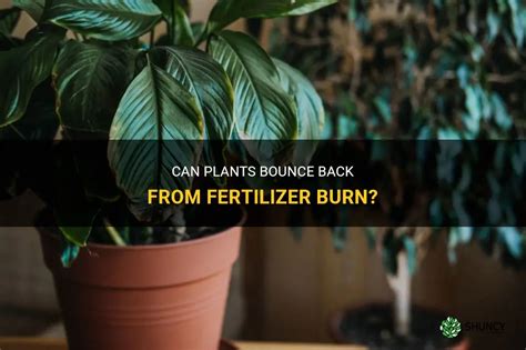 Can Plants Bounce Back From Fertilizer Burn Shuncy