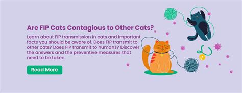 Fip Transmission In Cats Facts You Need To Know Basmi Fip Malaysia Official Website ©️