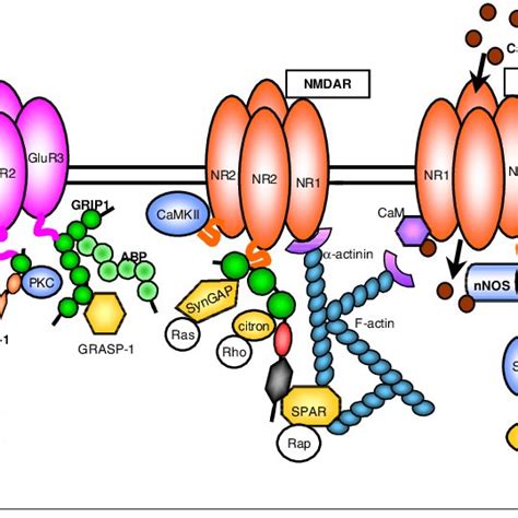 Schematic representation of glutamate receptor-associated proteins at ...