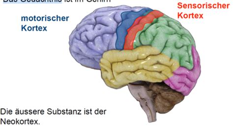 Lernpsychologie Neuropsychologie Flashcards Quizlet