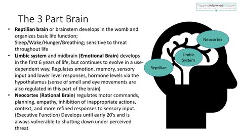 Trauma Brain Diagram