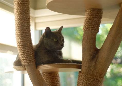 Classy Cat Tower From An Old Tree Cheap 7 Step Project