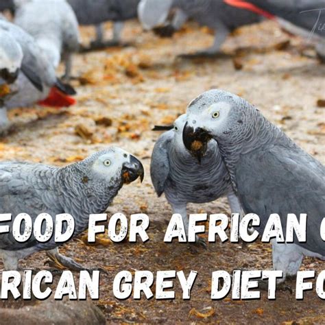 Best Food For African Greys African Greys Diet Food African Grey African Grey Parrot African