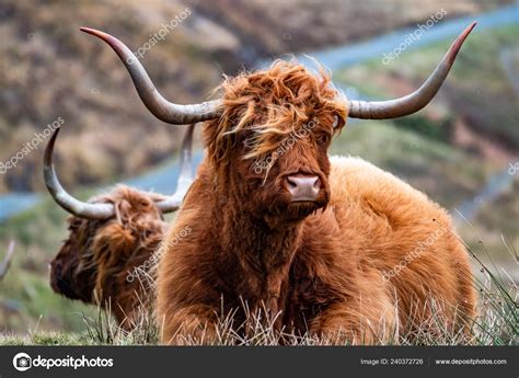 Hairy Scottish Highlander Highland Cattle Next To The Road Isle Of