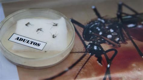 Zika Virus Virologe Ausbreitung In Deutschland Sehr Unwahrscheinlich