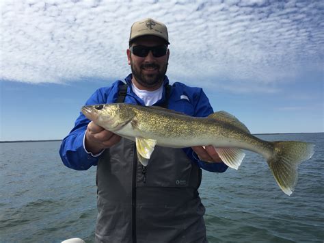 2017 Walleyesauger Photos Walleye And Sauger Walleye And Sauger In