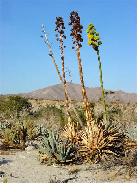 California native plants, Desert plants, Native plants