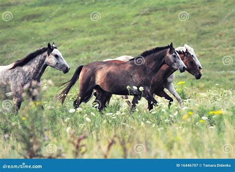 Herd Of Wild Horses Royalty-Free Stock Photography | CartoonDealer.com ...