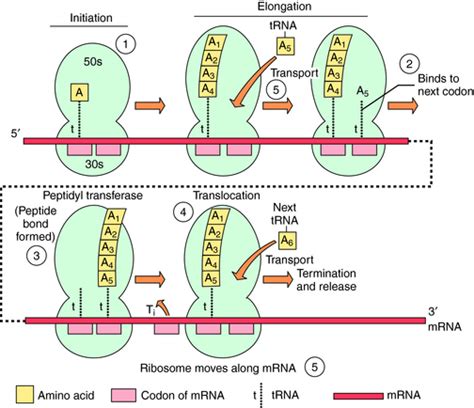 Inhibitors Of Bacterial Ribosomal Actions Basicmedical Key