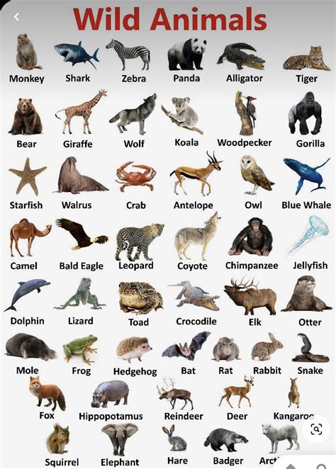 100 zoo animals names in english with images – Artofit