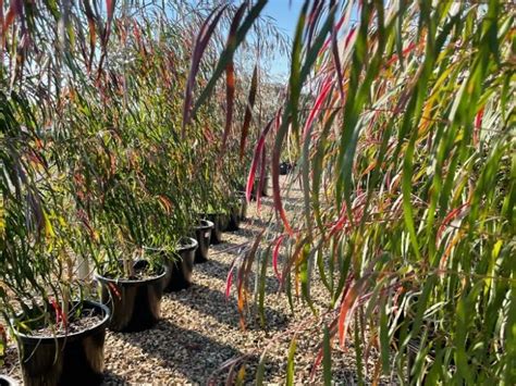 Agonis Flexuosa Burgundy Wholesale Nursery Nurseries In Melbourne