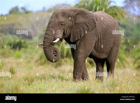 African Elephant Loxodonta Africana Feeding Hluhluwe Umfolozi Game