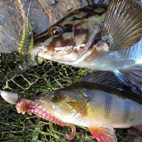 Bait Breath Bugsy 2.5" | Softbaits | Bait Breath - Lure Heaven.co.uk