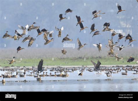 Flock Of Migratory Birds Are Flying Over The Sanctuary Wetland Stock