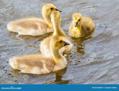 Baby Geese Swimming Royalty-Free Stock Photo | CartoonDealer.com #62766447