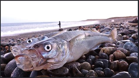 Pesca En Alta Y Bajamar Pesca De Pejerrey Con Boyas Sector Magagna