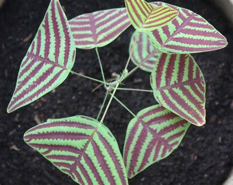 Organic Large Leaf Christia Obcordata Swallowtail Butterfly Wing Plant