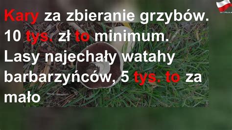 Kary za zbieranie grzybów 10 tys zł to minimum Lasy najechały watahy