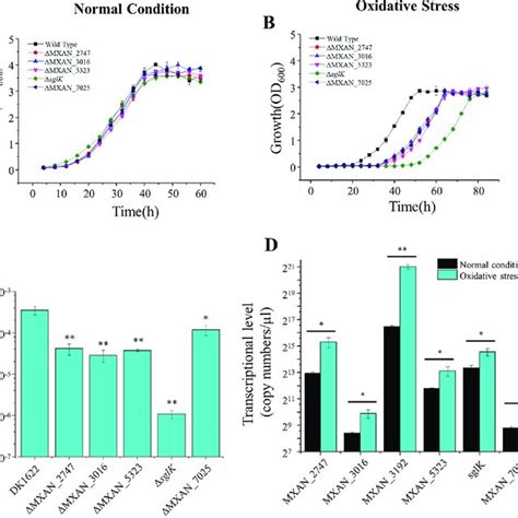 Growth Curves Of Hsp70 Deletion Mutants Under Normal Growth A And