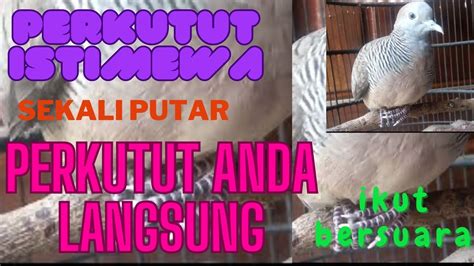 Perkutut Lokal Sekali Putar Perkutut Manapun Ikut Bunyi YouTube