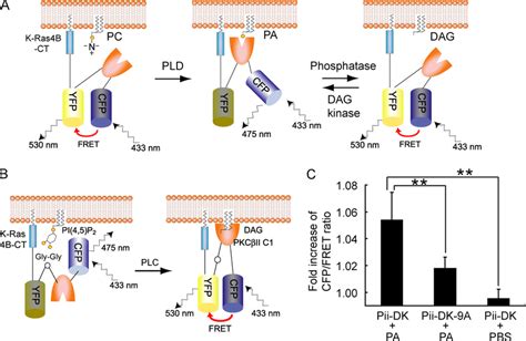 Development Of Fret Biosensors Of Pa A Schematic Representation Of A