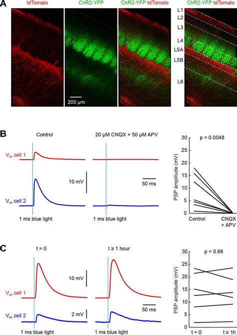 Pathway Layer And Cell Type Specific Thalamic Input To Mouse Barrel