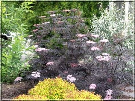 Sambucus Nigra Black Lace Bez Czarny Black Lace Sambucus Nigra Eva