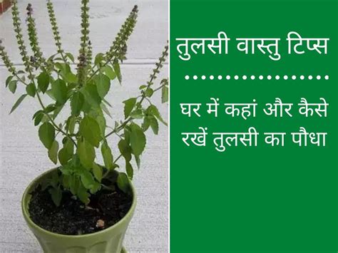 Tulsi Kahan Lagani Chahiye Tulsi Vastu Tips घर में कहां और कैसे लगाना