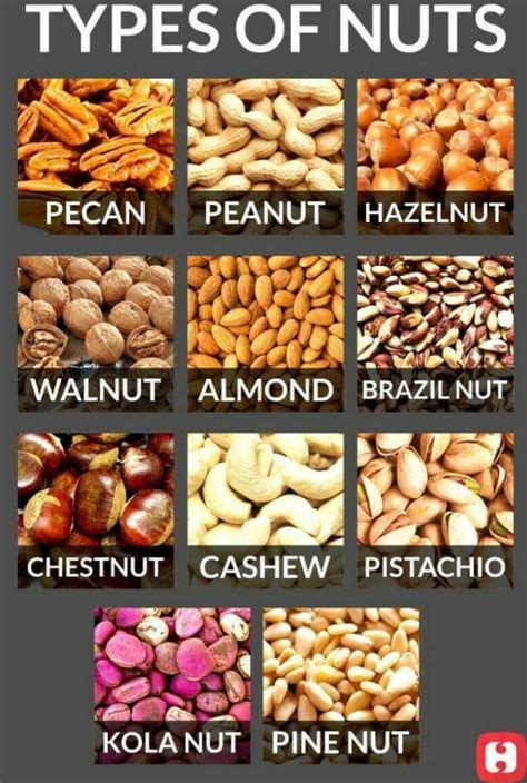 Types of Nuts | Interesting food recipes, Food and drink, English food