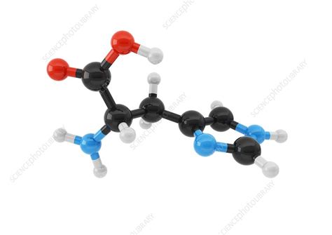 Histidine amino acid molecule - Stock Image - C035/9349 - Science Photo ...